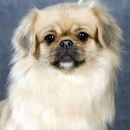 Tibetansk spaniel Nyimas Blue Swedish Mirac