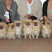 Tibetansk spaniel Nyimas Blue Swedish Mirac