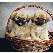 Tibetansk spaniel Nyimas Blue Swedish Mirac