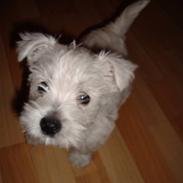 West highland white terrier Sofus
