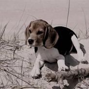 Beagle Maggie