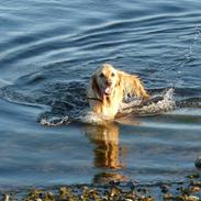 Golden retriever Mille