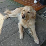 Golden retriever Mille