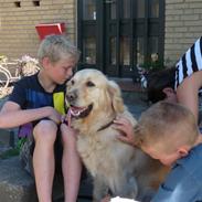 Golden retriever Mille