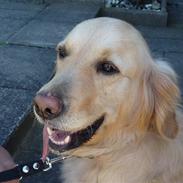 Golden retriever Mille