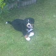 Berner sennenhund Nala