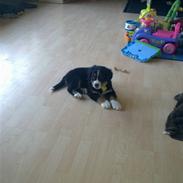 Berner sennenhund Nala