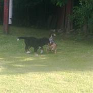 Berner sennenhund Nala