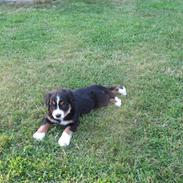 Berner sennenhund Nala