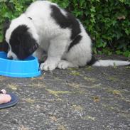 Landseer Borgmosegaards Wasabi 