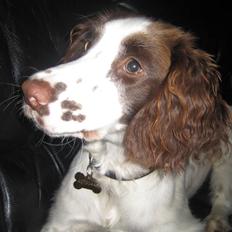 Engelsk springer spaniel - Messi.