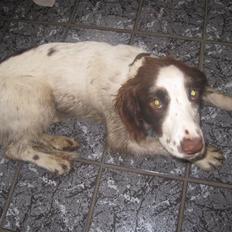 Engelsk springer spaniel - Messi.