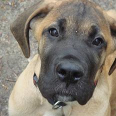 Blanding af racer Cujo