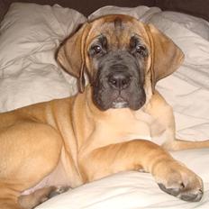 Blanding af racer Cujo