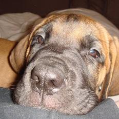 Blanding af racer Cujo