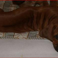 Rhodesian ridgeback       "Bhara Bhara" Jengo