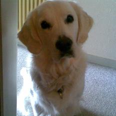 Golden retriever Bertha