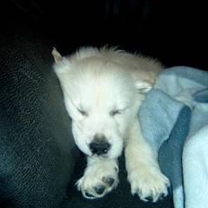 Golden retriever Bertha