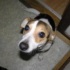 Dansk svensk gaardhund Bella