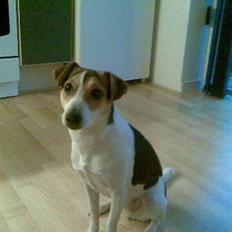 Dansk svensk gaardhund Bella