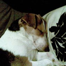 Dansk svensk gaardhund Bella