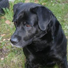 Blanding af racer Chang