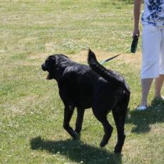 Blanding af racer Chang