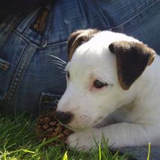 Jack russell terrier Lulu