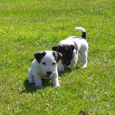 Jack russell terrier Lulu