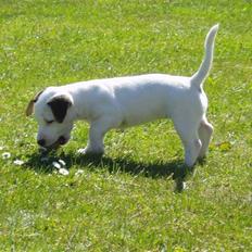 Jack russell terrier Lulu