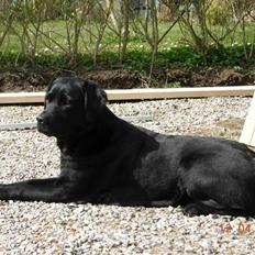 Blanding af racer Kiki