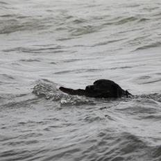 Blanding af racer Kiki