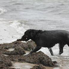 Blanding af racer Kiki