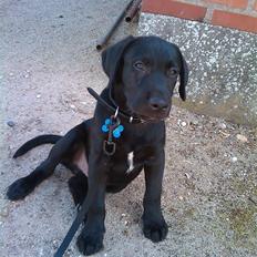 Blanding af racer Zeus