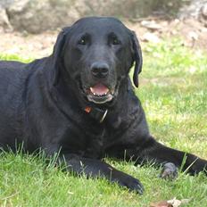 Labrador retriever Kuskgårdens Banja