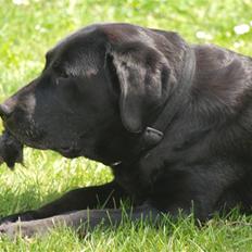 Labrador retriever Kuskgårdens Banja