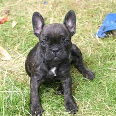 Fransk bulldog Kesi Kjeld