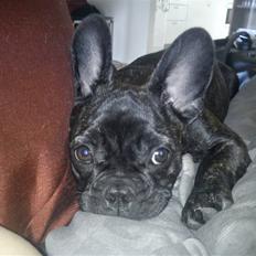 Fransk bulldog Kesi Kjeld