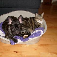 Fransk bulldog Kesi Kjeld