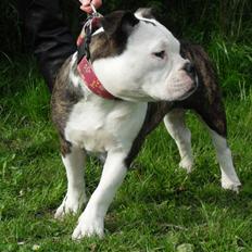 Olde english bulldogge Perle