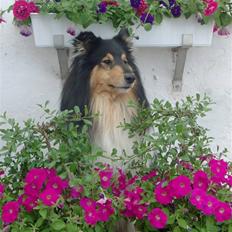 Collie langhåret Bold And The Beutiful