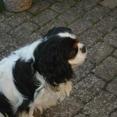 Cavalier king charles spaniel Bamse