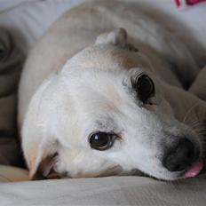 Blanding af racer Anton