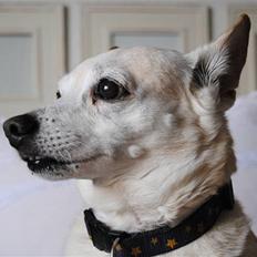 Blanding af racer Anton