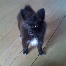 Papillon /Pomeranian -Tino <3