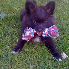 Papillon /Pomeranian -Tino <3