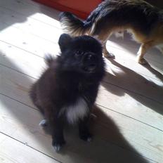 Papillon /Pomeranian -Tino <3