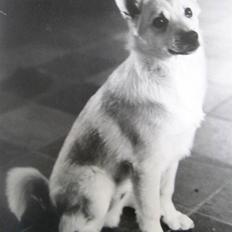 Norsk buhund Micki *Himmelhund* R.I.P