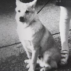 Norsk buhund Micki *Himmelhund* R.I.P