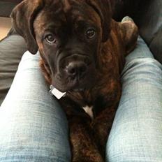 Bullmastiff Byron aka Bøffen